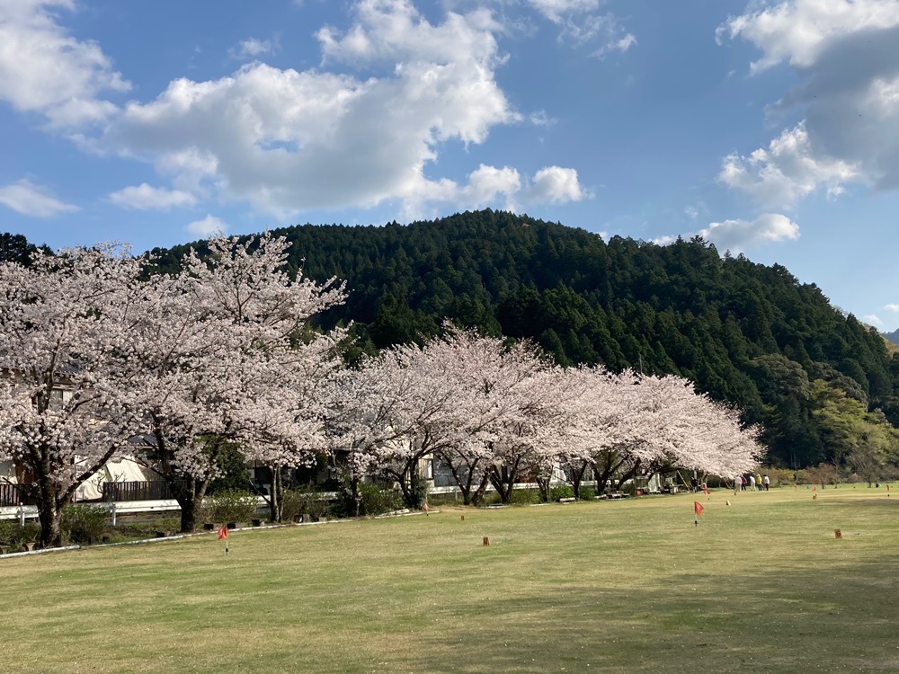 桜トンネル 4枚目