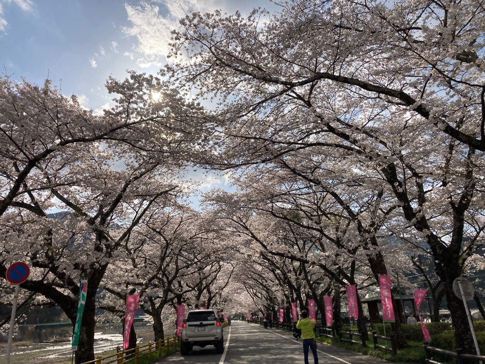 Howl Monさんが投稿した桜トンネルに関する口コミの画像