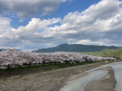桜トンネル 7枚目