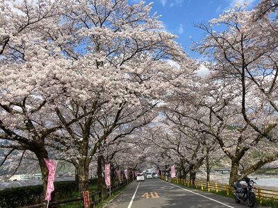 桜トンネル 8枚目