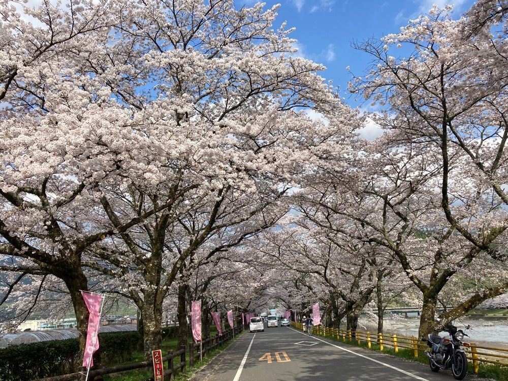 Howl Monさんが投稿した桜トンネルに関する口コミの画像