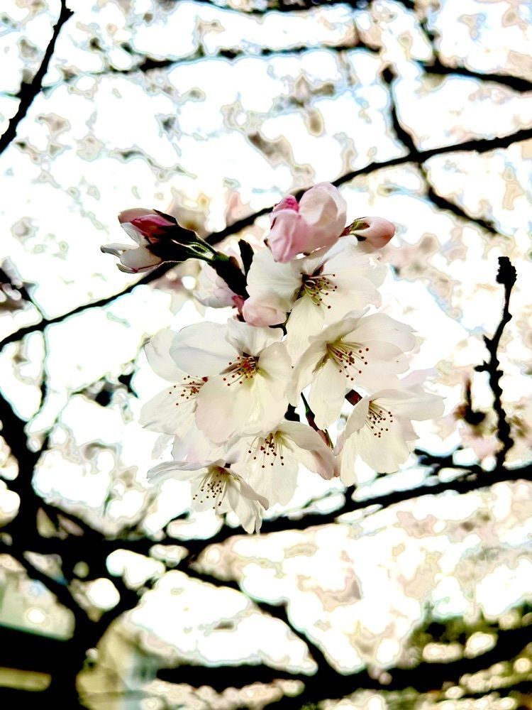 閑さんが投稿した葵ホテル　南禅寺別邸に関する口コミの画像