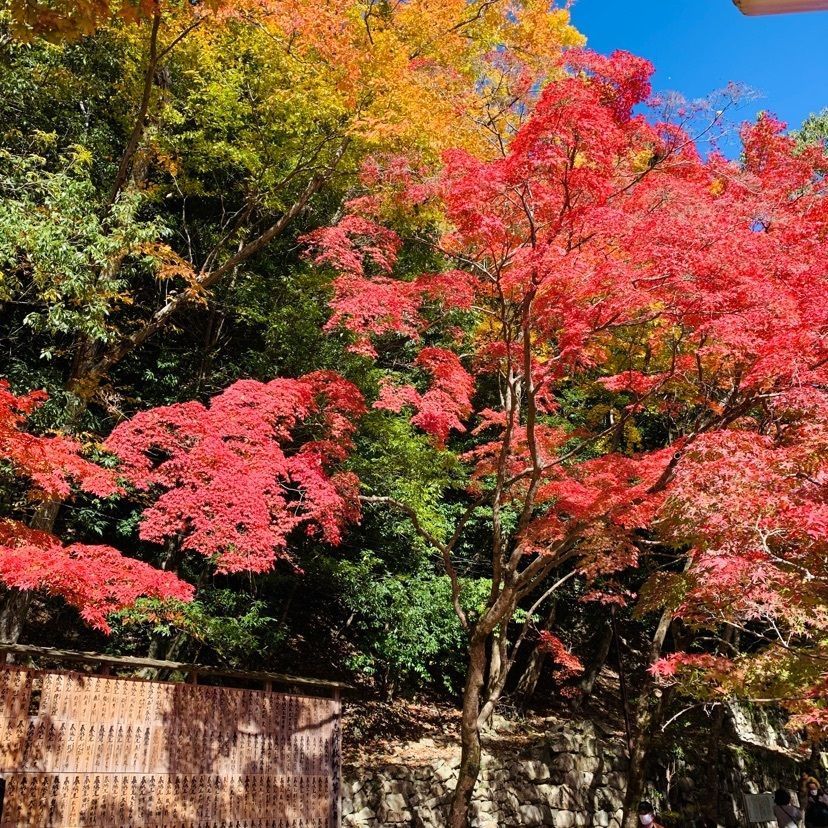 urban_showtime_5a87 達磨大使さんが投稿した永源寺含空院庭園に関する口コミの画像