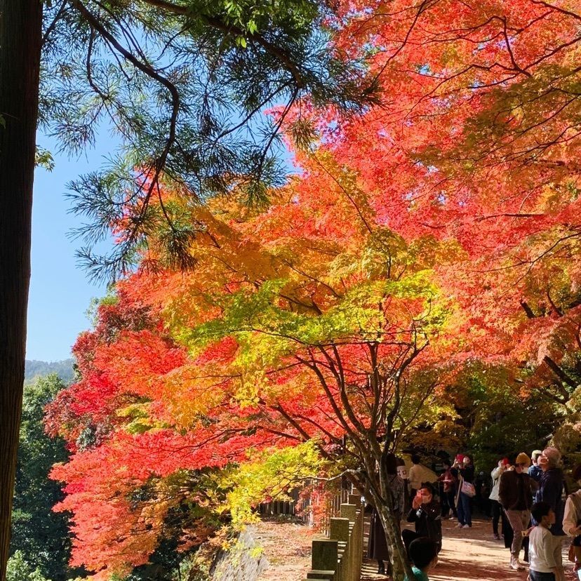 urban_showtime_5a87 達磨大使さんが投稿した永源寺含空院庭園に関する口コミの画像