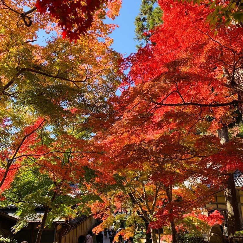 urban_showtime_5a87 達磨大使さんが投稿した永源寺含空院庭園に関する口コミの画像