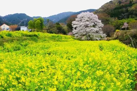蓑毛自然観察の森