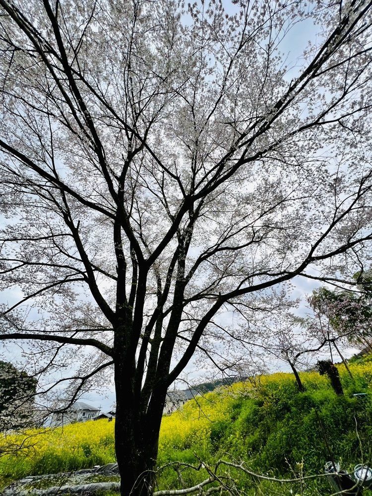 ビンカさんが投稿した蓑毛ベリー園に関する口コミの画像