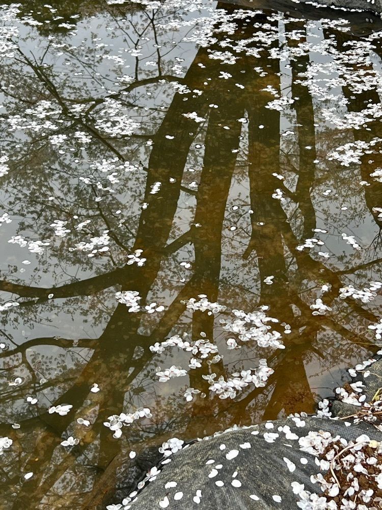 ビンカさんが投稿した蓑毛ベリー園に関する口コミの画像