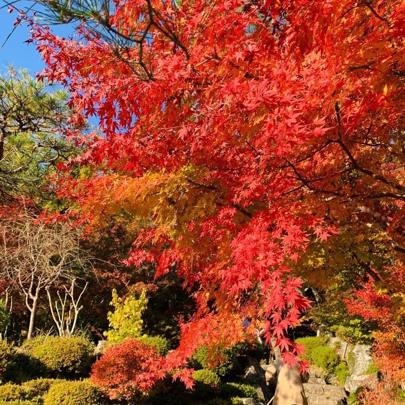 urban_showtime_5a87 達磨大使さんが投稿した百済寺庭園に関する口コミの画像