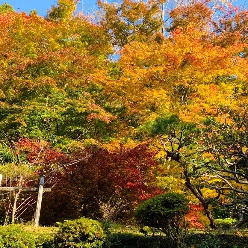urban_showtime_5a87 達磨大使さんが投稿した百済寺庭園に関する口コミの画像