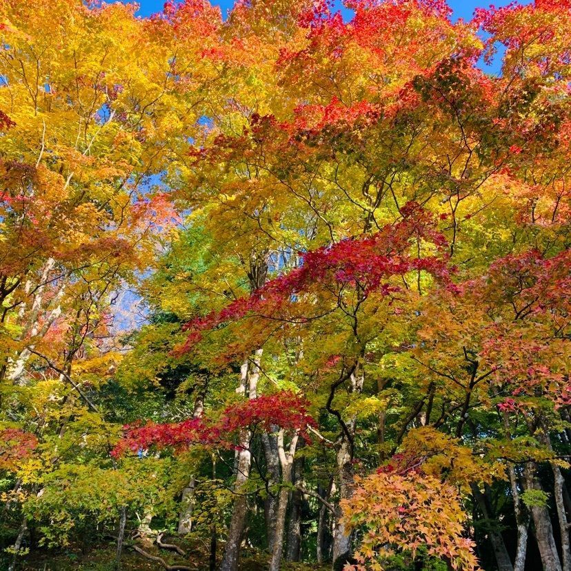 urban_showtime_5a87 達磨大使さんが投稿した百済寺庭園に関する口コミの画像