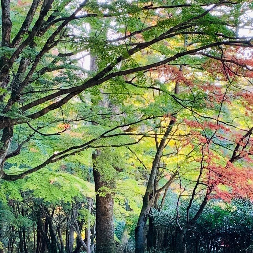 urban_showtime_5a87 達磨大使さんが投稿した百済寺庭園に関する口コミの画像