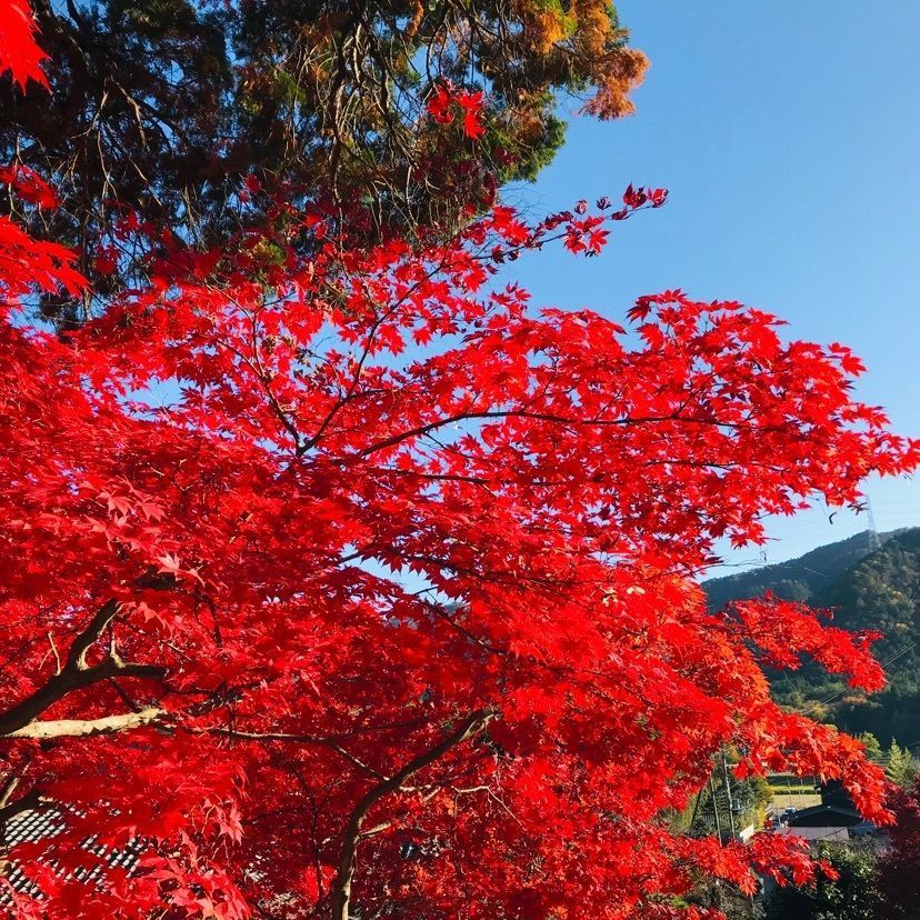 So-kunさんが投稿した大国寺に関する口コミの画像