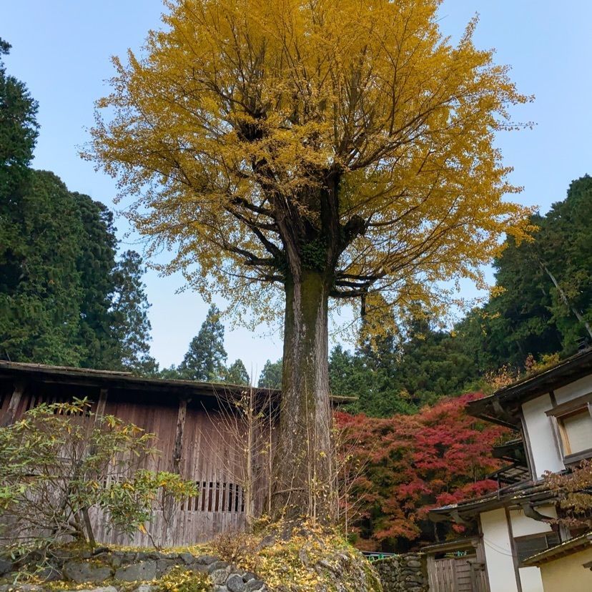 KEN AGENAさんが投稿した高野山町石道に関する口コミの画像