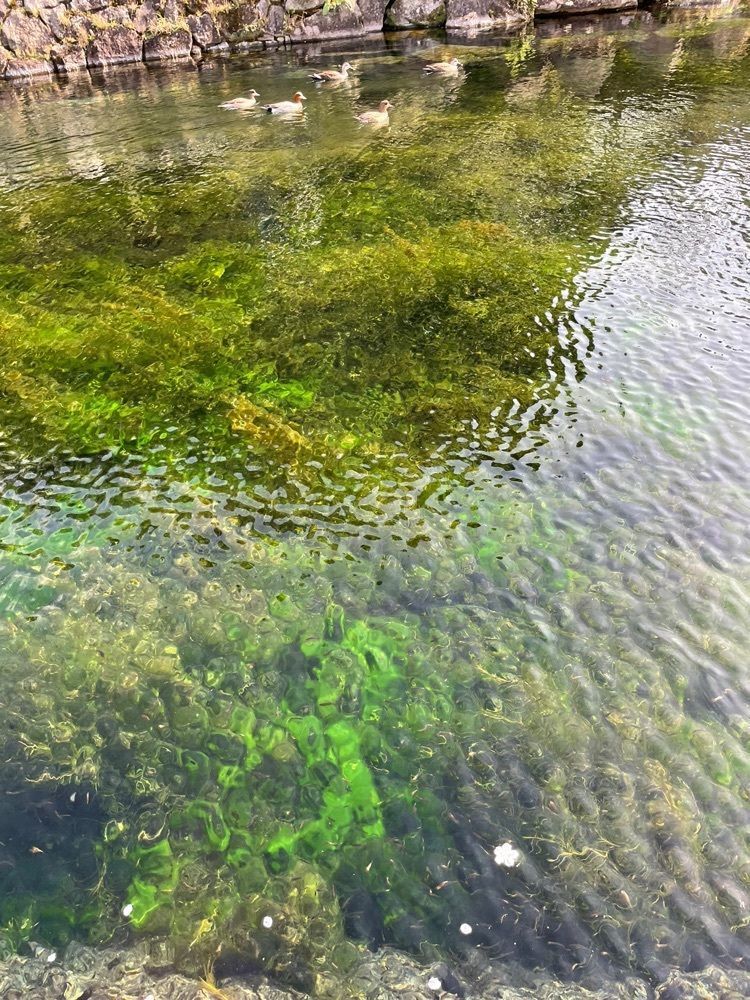TK_RO_0sa6,さんが投稿した霧島山麓丸池湧水に関する口コミの画像