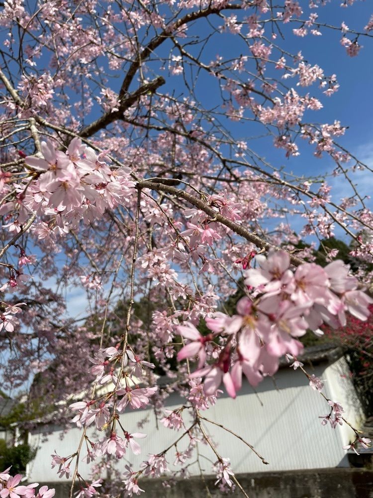 TK_RO_0sa6,さんが投稿した霧島山麓丸池湧水に関する口コミの画像