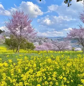 小宅古墳群