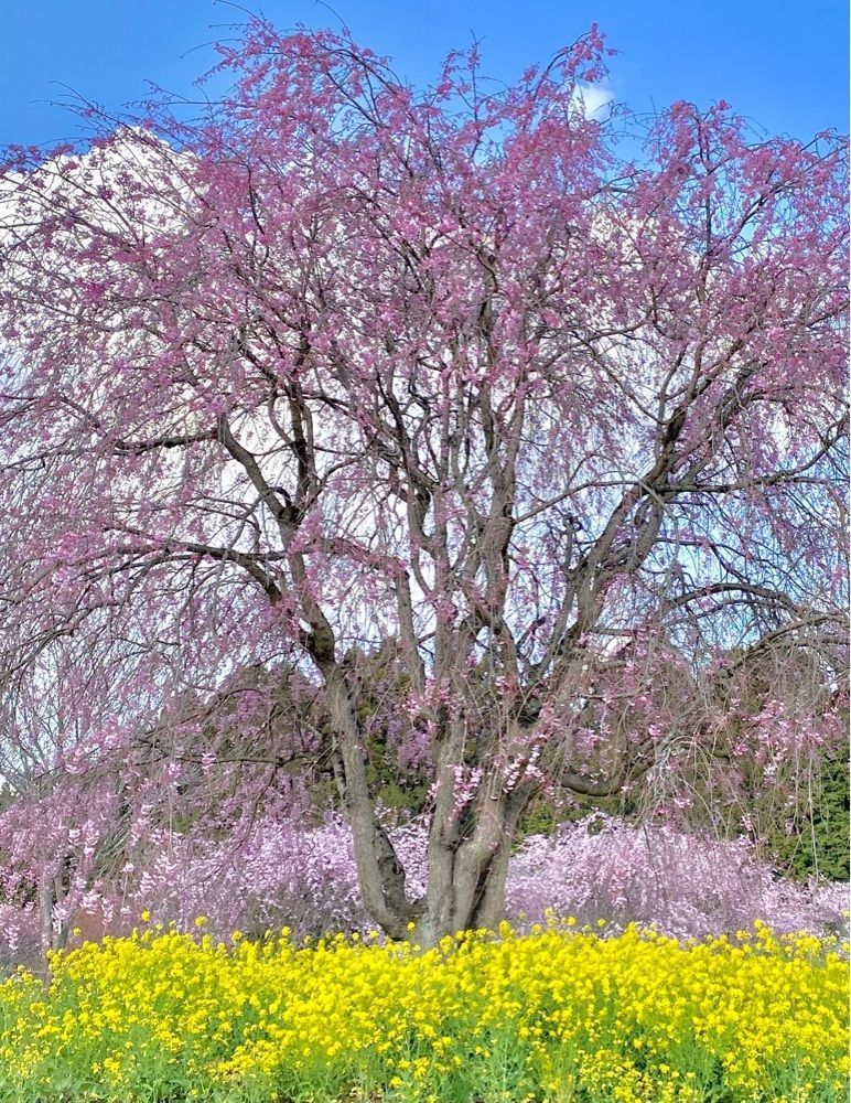 calm_gift_1030さんが投稿した小宅古墳群に関する口コミの画像