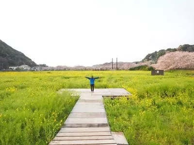 元気な百姓たちのひまわり畑