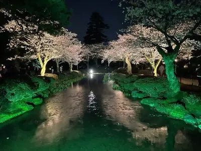 兼六園の桜