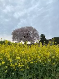 円応寺