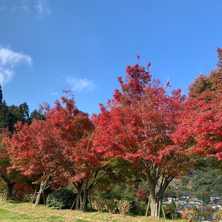 formal_cafeteria_8688さんが投稿した大興善寺のツツジ・モミジに関する口コミの画像