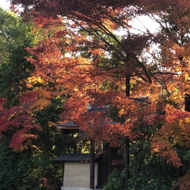 syochanさんが投稿した円成寺庭園に関する口コミの画像