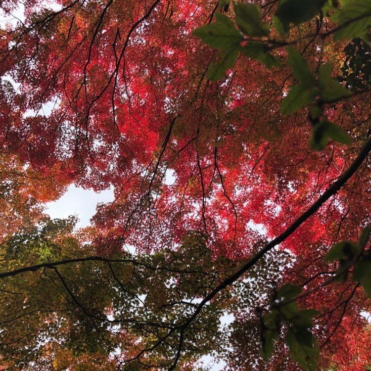 syochanさんが投稿した芳徳寺に関する口コミの画像