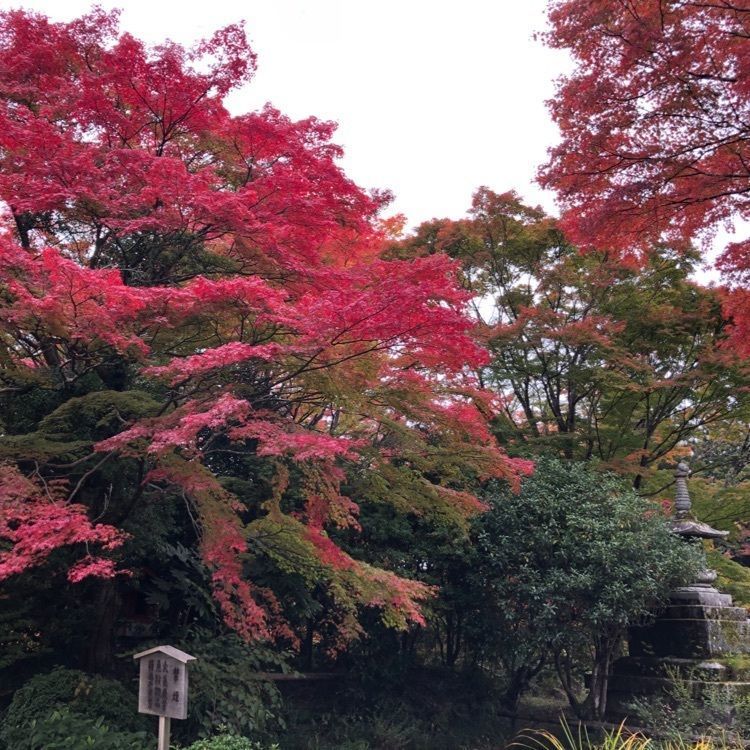 syochanさんが投稿した芳徳寺に関する口コミの画像
