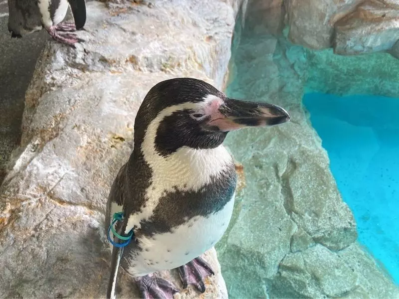 6. 長崎｜九州にあるペンギンの楽園！「長崎ペンギン水族館」 2枚目