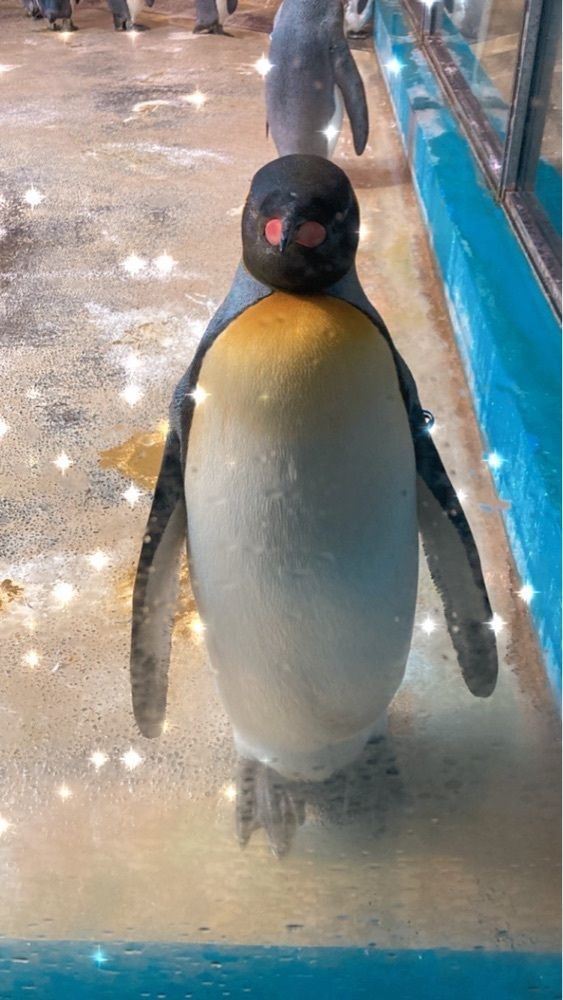 nakakokさんが投稿した長崎ペンギン水族館に関する口コミの画像