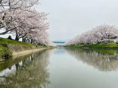池田川の桜並木