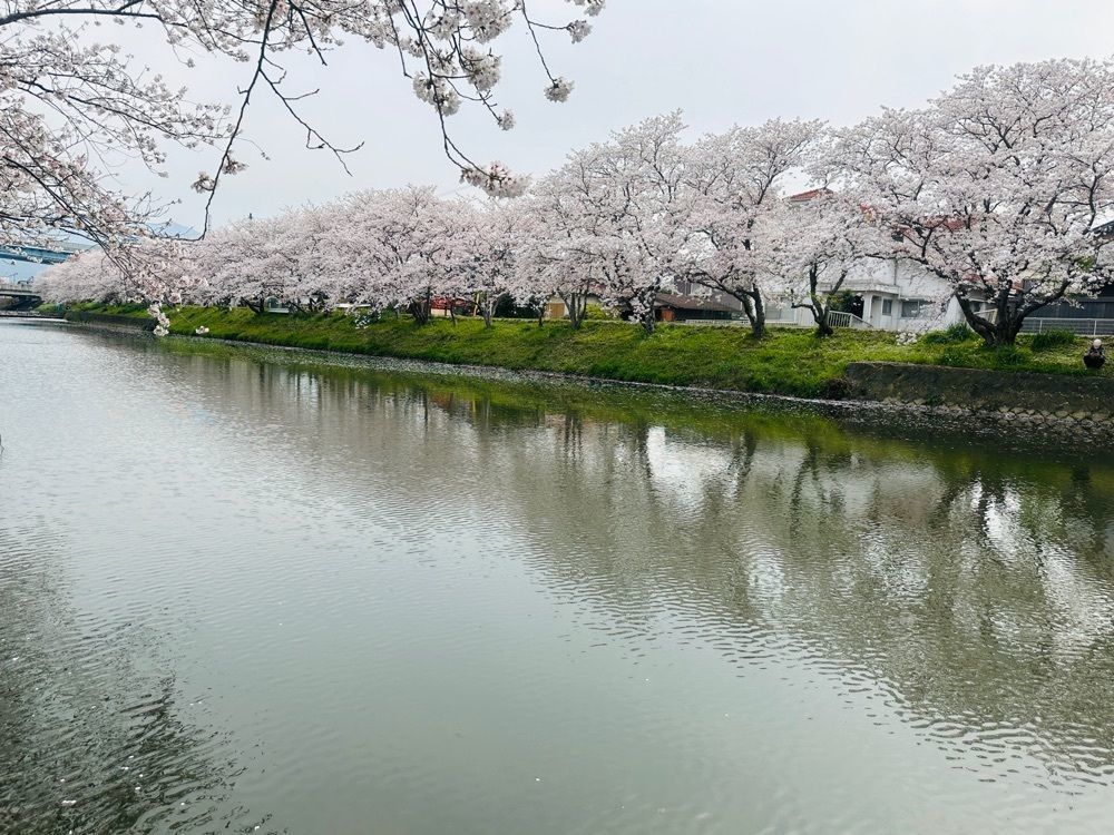 surumeさんが投稿した池田川の桜並木に関する口コミの画像