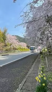 神山さくら街道