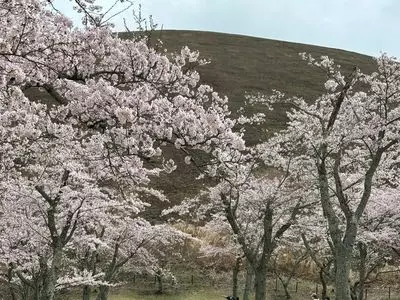 さくらの里