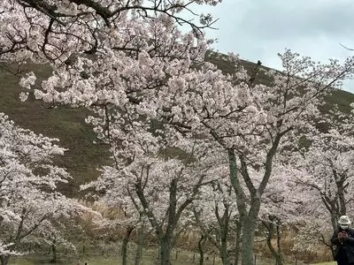 さくらの里 2枚目