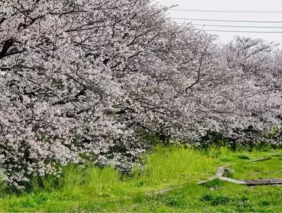 酒匂川漁業協同組合