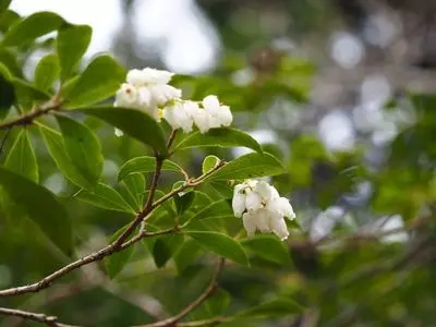 富幕山の山野草