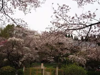 奥山公園