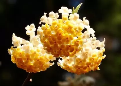 いい里さかがわ館