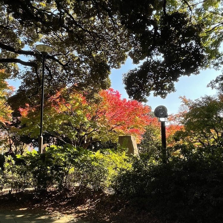 UchindaYoさんが投稿した紅葉山公園に関する口コミの画像