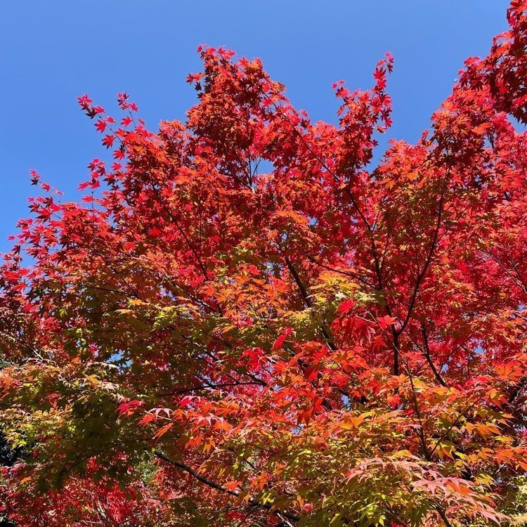 UchindaYoさんが投稿した紅葉山公園に関する口コミの画像