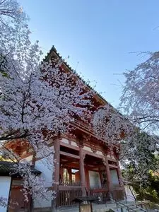 仁和寺の桜
