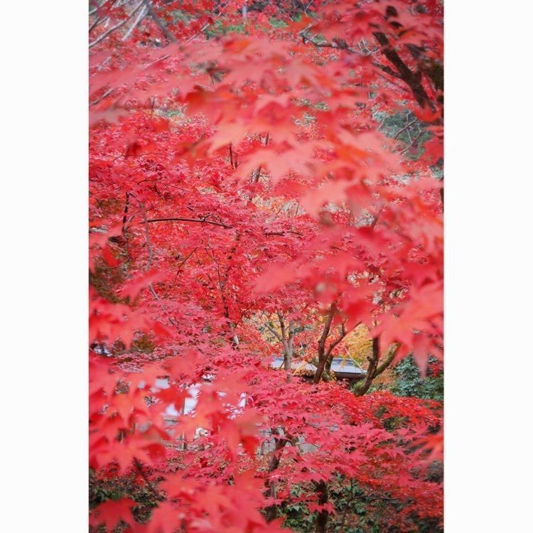 フラミンゴさんが投稿した養父神社に関する口コミの画像