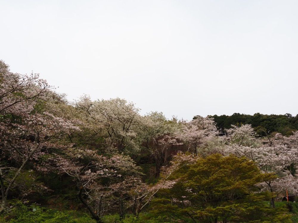 Howl Monさんが投稿した奥山公園に関する口コミの画像
