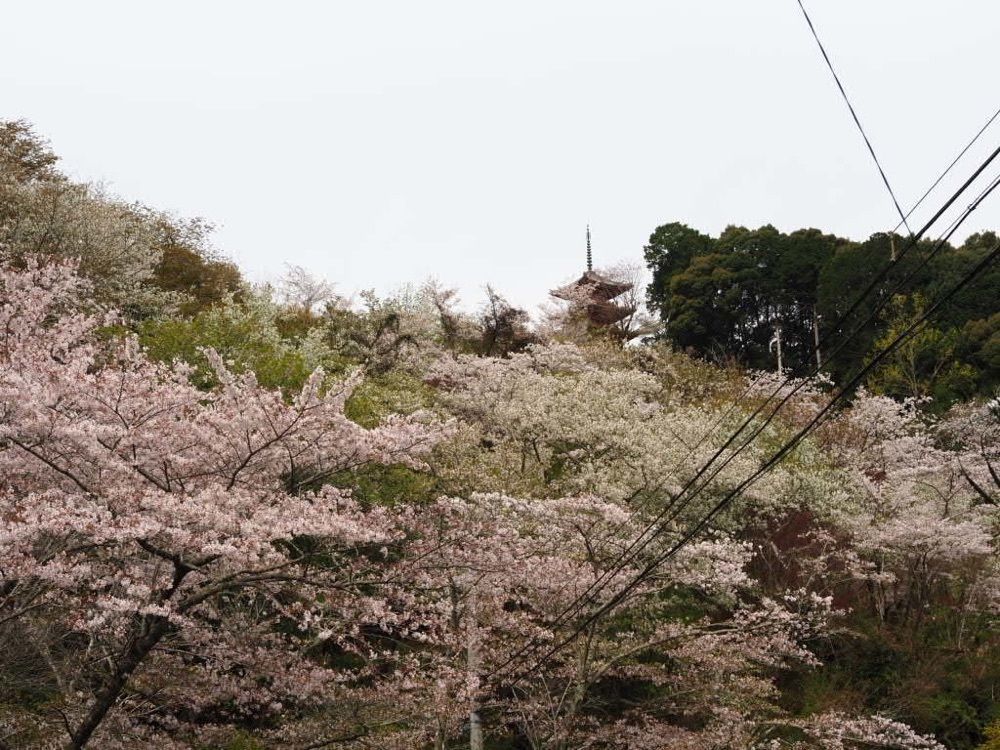Howl Monさんが投稿した奥山公園に関する口コミの画像