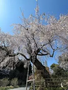 神原のシダレ桜