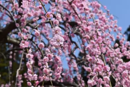 田上町梅林公園