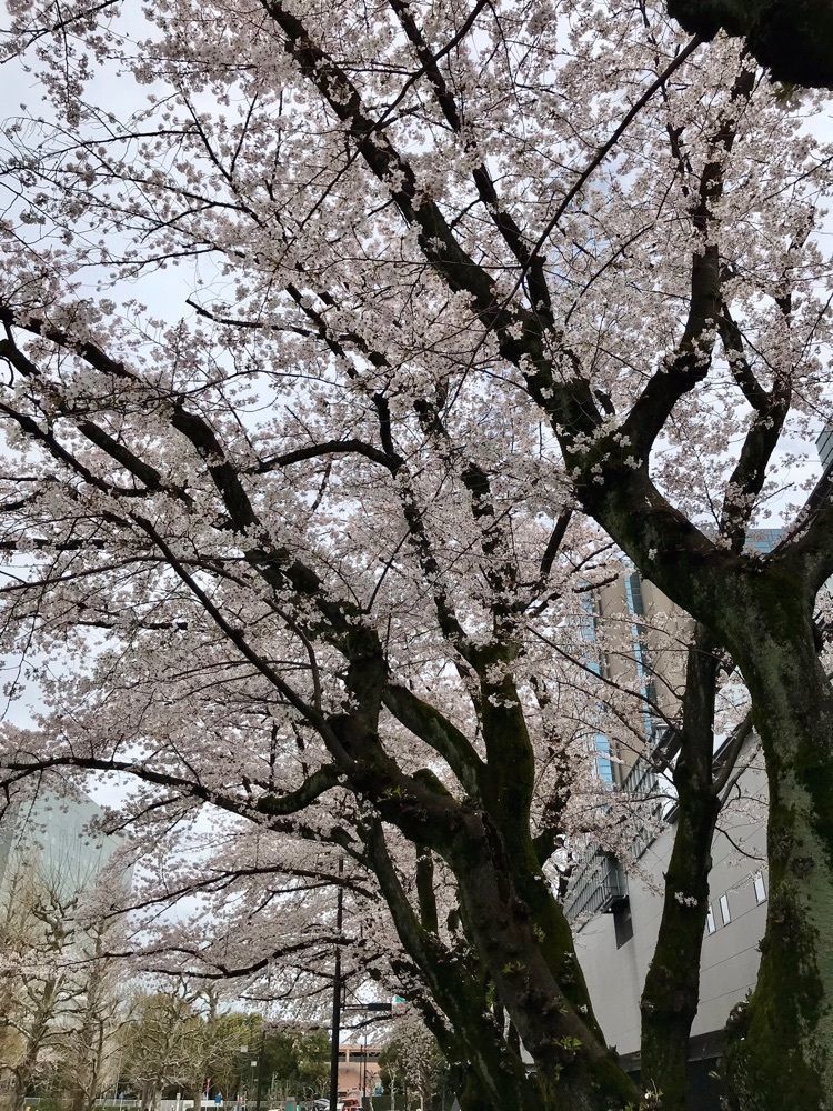 MICHIさんが投稿したすずかけ公園に関する口コミの画像