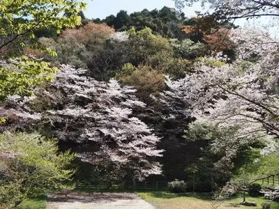桜淵公園